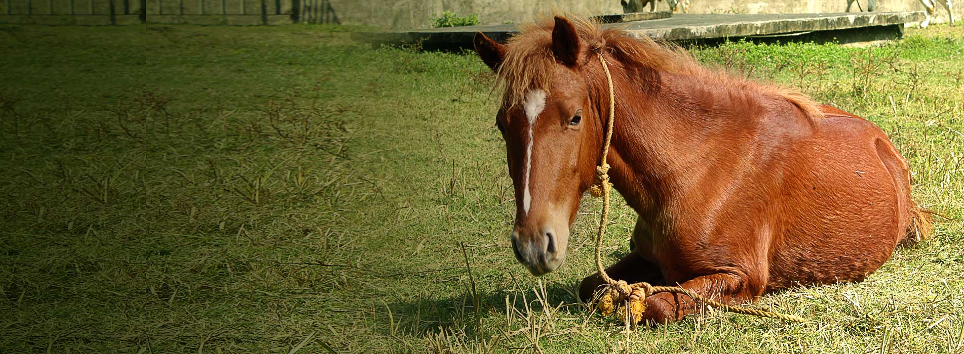 <span style="color: #ffffff;">For Street Animals</span>